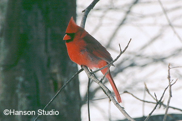 Cardinal
